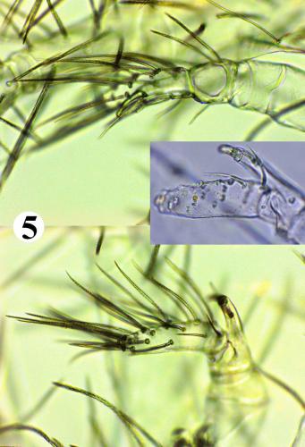 Erythracarus epigeus